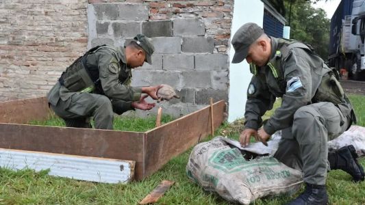 Secuestraron más de 150 tortugas y 100 loros en operativo en la Ruta Nacional N° 34