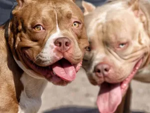 Dos pitbull atacaron y mataron a un caniche en Guadalupe Oeste: denuncian ataques previos