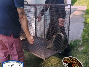 Rescataron a un oso melero en la zona de vías de Laguna Paiva