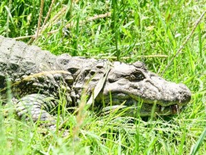Liberaron en Santa Fe a “Ricardito”, un yacaré overo tras más de diez años en cautiverio
