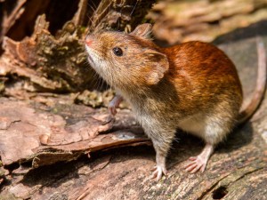 Una mujer de Ibarlucea falleció por hantavirus y ya son tres los muertos en Santa Fe