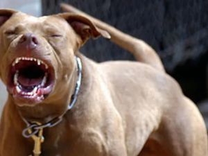 Un pitbull atacó a una niña de 8 años en barrio Santa Rosa de Lima