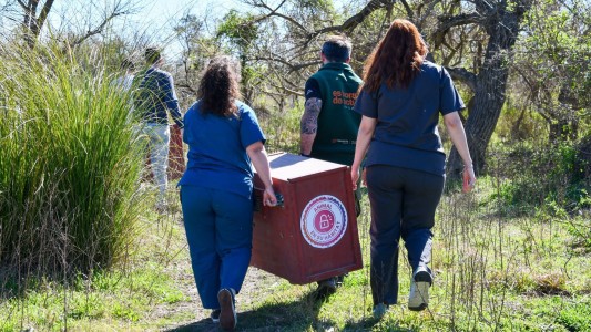 Biodiversidad: se concretaron más de 500 liberaciones de fauna silvestre en 2025