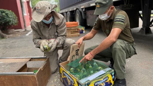Rescataron a más de 500 animales silvestrestras operativo