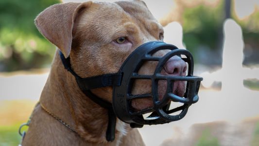 Santa Fe impulsa una ley de Seguridad Canina para prevenir ataques de perros peligrosos