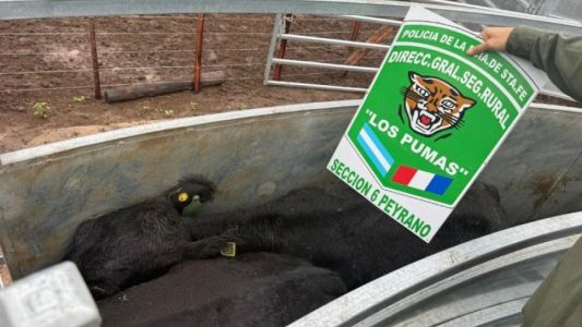 Recuperaron más de 160 animales que habían sido robados en un feedlot