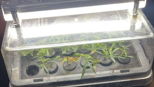 Lo denunciaron por violencia y hallaron plantas de cannabis en su casa