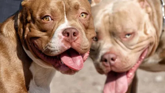 Dos pitbull atacaron y mataron a un caniche en Guadalupe Oeste: denuncian ataques previos