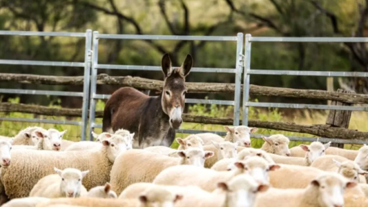 Carne de burro en Santa Fe: la Sociedad Rural ve viable su producción como alternativa