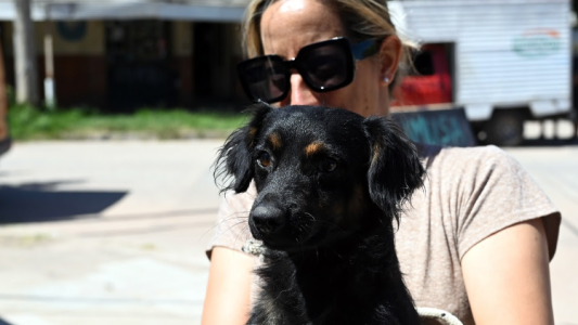 Castraciones gratuitas en barrio La Tablada: cómo acceder a la campaña este sábado