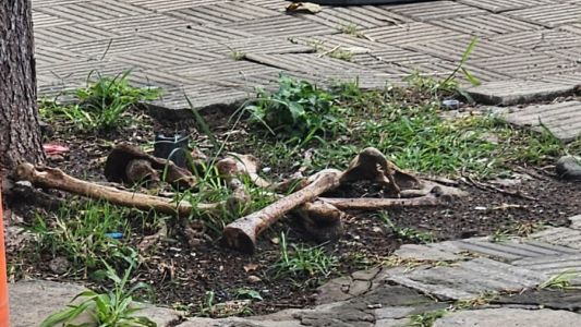 Hallaron restos óseos en el macrocentro de Santa Fe y trabaja la PDI para determinar su origen