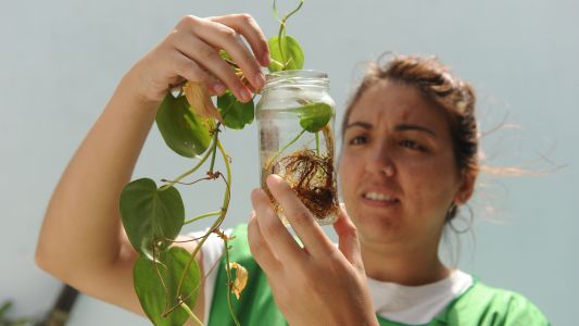 Dengue: sin cambios en la cantidad de barrios que cuentan con la presencia del vector
