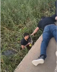 Final feliz: rescataron a un gato que cayó al agua en la costanera de Santo Tomé