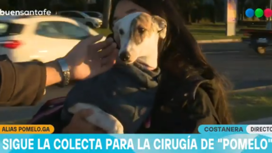 La historia de “Pomelo”, el galgo rescatado que lucha por recuperarse