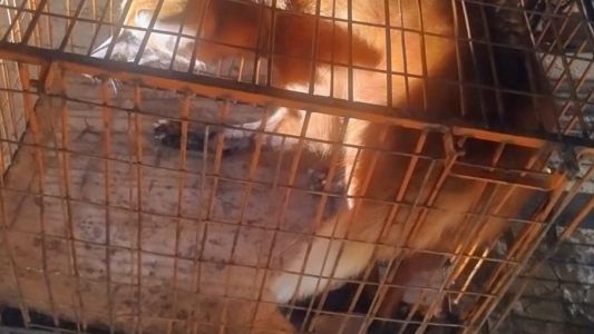 Monte Vera: apareció un aguará guazú en el garage de una casa