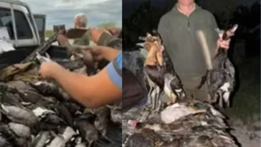Investigan una caza ilegal masiva de patos y yacarés en el norte de Santa Fe