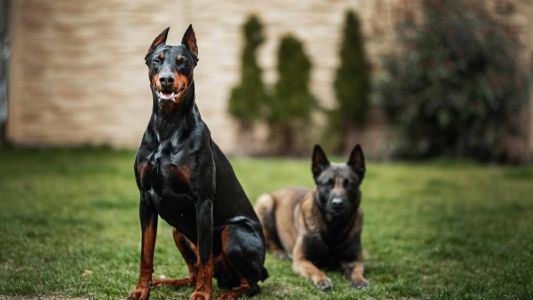 Endurecen las sanciones por maltrato animal: multas y trabajo comunitario