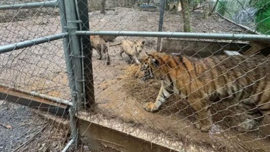 México: las autoridades recuperan drogas, armas y siete tigres tras capturar al líder de un cártel