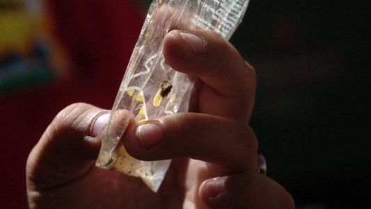 Baja la presencia del vector del dengue en la ciudad