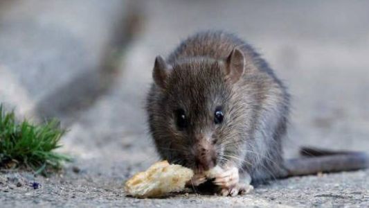 Hantavirus: qué se necesita saber y cuales son las recomendaciones para prevenir la enfermedad