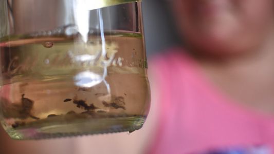 Continúa en descenso la presencia del vector del dengue en los barrios de la ciudad