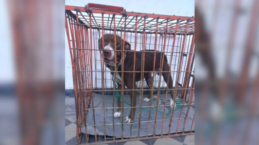 Rescataron a un pitbull víctima de maltrato animal: un hombre fue imputado