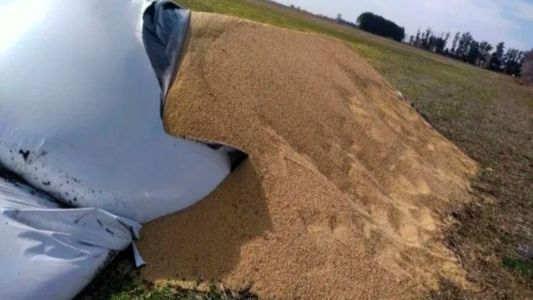 Destruyeron 12 silobolsas y causaron una pérdida millonaria en Villa Cañás