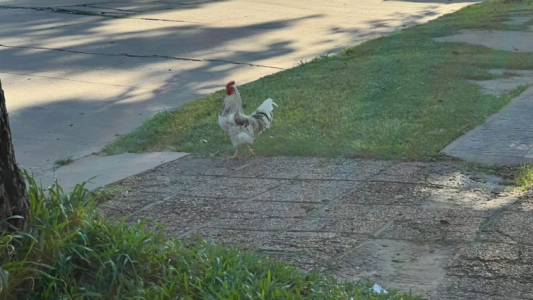 Barrio Ciudadela: cansado de escucharlo cantar, un vecino le disparó a un gallo