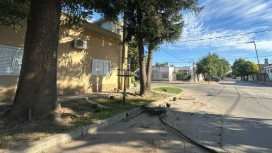 En barrio Roma, los vecinos está preocupados por el tamaño de las piñas de los árboles