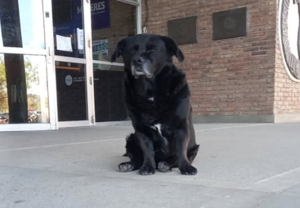 Denuncian que otro perro mató a "Garrafa", la mascota de la UNL