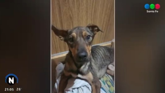 Piden ayuda para salvar a "Isma", un perro rescatado que necesita una cirugía urgente