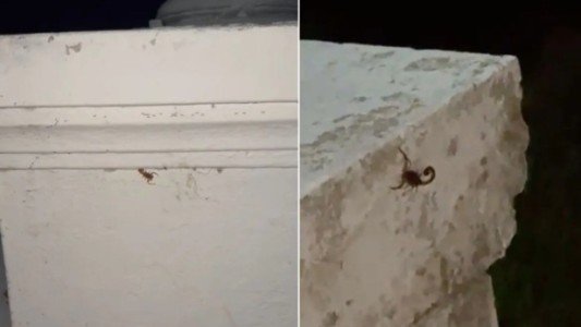 Alerta por la aparición de alacranes en la Costanera Oeste de Santa Fe