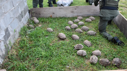 Santa Fe: interceptan transporte con animales silvestres ocultos en cajas