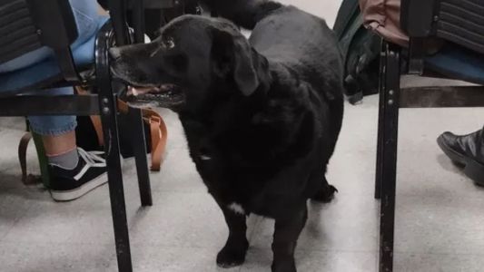 Caso "Garrafa": revelaron que el propietario del pitbull tenía denuncias previas