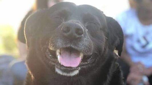 El Tribunal de Faltas sancionó al dueño del pitbull que mató a “Garrafa”