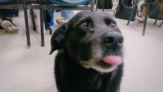 El Municipio confirmó que sancionará al dueño del pitbull que mató a “Garrafa”