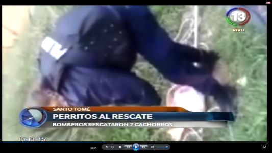EL RESCATE DE "AGUSTINA" Y SUS SIETE CACHORROS