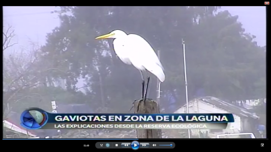 GAVIOTAS EN ZONA DE LA LAGUNA