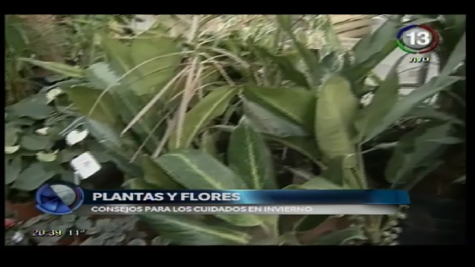 CUIDADO DE PLANTAS Y FLORES