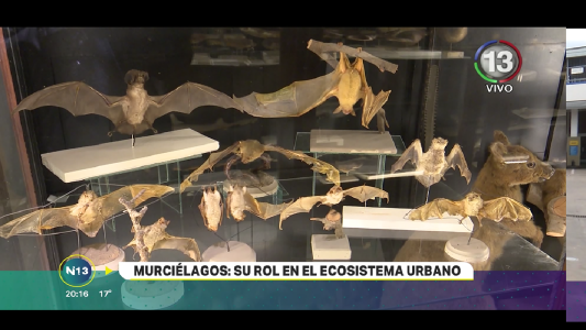 DÍA LATINOAMERICANO DEL MURCIÉLAGO