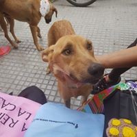 Festival de cuchas intervenidas por artistas