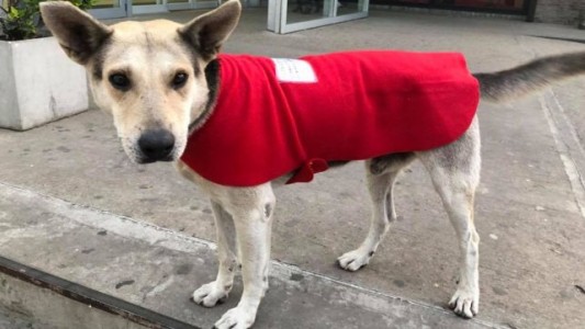 Una charla con un fin solidario por los perros de la calle