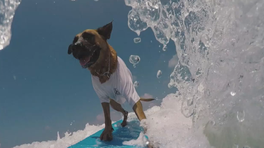 El perro surfer estrella de Instagram