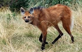 Aguará guazú: liberaron uno y dan información sobre el ejemplar