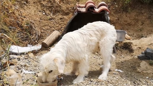 El perro que lleva un año y medio en la curva en la que se mató su dueño en un accidente de tránsito