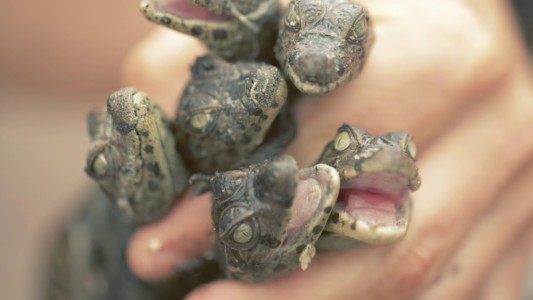 Liberaron ejemplares de yacaré overo