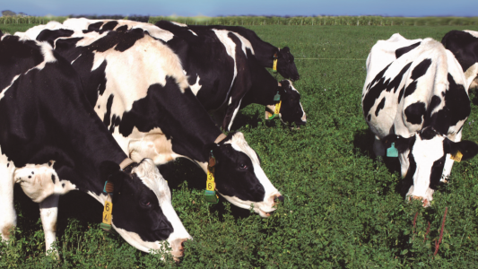 Preocupación por la crisis del sector lechero