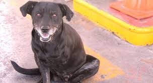 Marcha contra un dictamen que "desprotege a los animales"