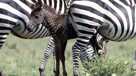 Es viral: la cebra bebé que nació con puntos y sin rayas