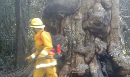 Quiso hacerse un mate y quemó el árbol más antiguo de Misiones